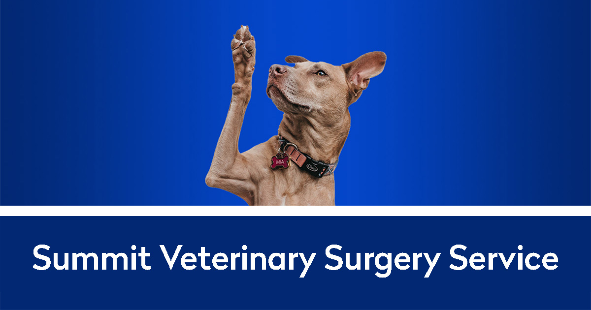Summit Veterinary Surgery Service | Dog with his paw raised on blue gradient background