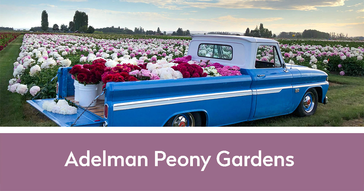 Adelman Peony Gardens
